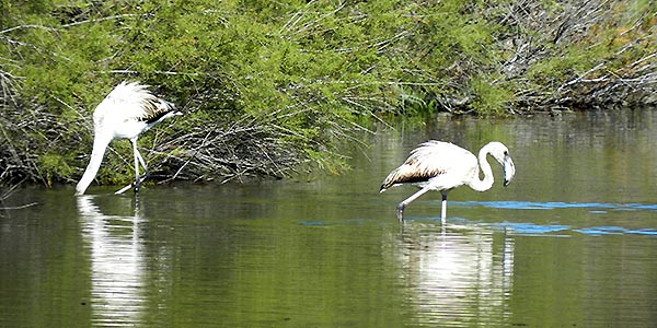 Flamingos