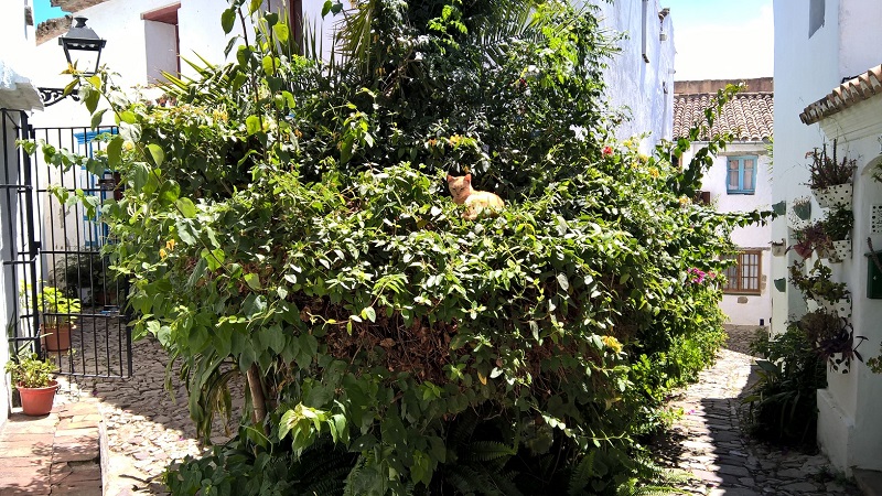 Gato