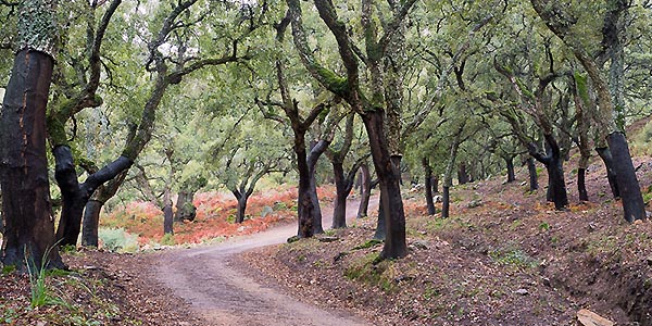 Wandern in den Korkeichenwäldern