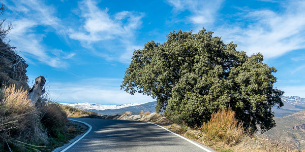 Sierra Nevada