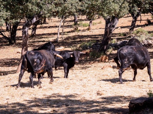 Toro Bravo